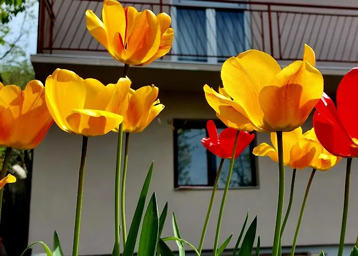 Nada Apartman Banja Koviljača